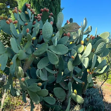 Frühstückspension Pietra Bianca