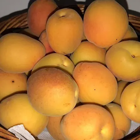 Pietra Bianca Frühstückspension Ostuni