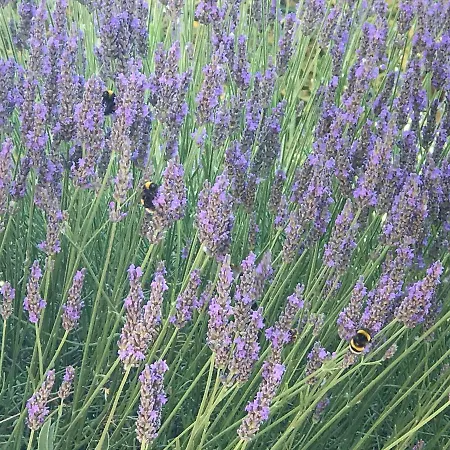 Pietra Bianca Ostuni