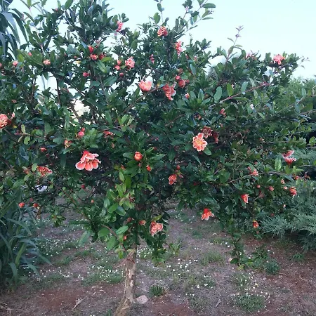 Pietra Bianca