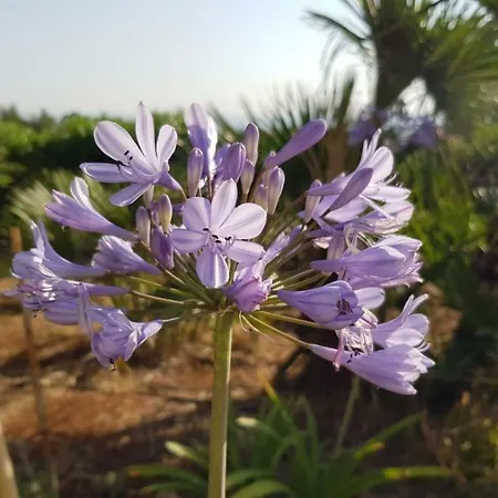 彼得拉比安卡b&b旅馆 住宿加早餐酒店 3*